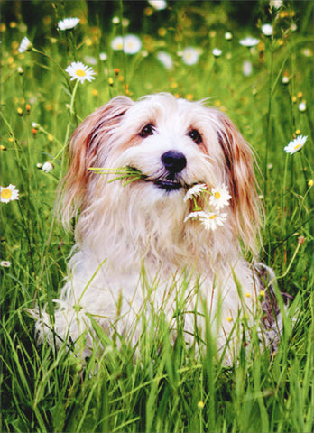 Thank You Greeting Card - Dog in Field of Daisies