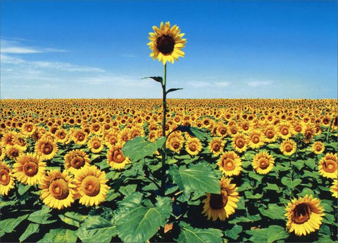 Thank You Greeting Card - Sunflower Field