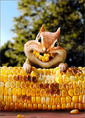 Friendship Greeting Card - Chipmunk Corn Teeth