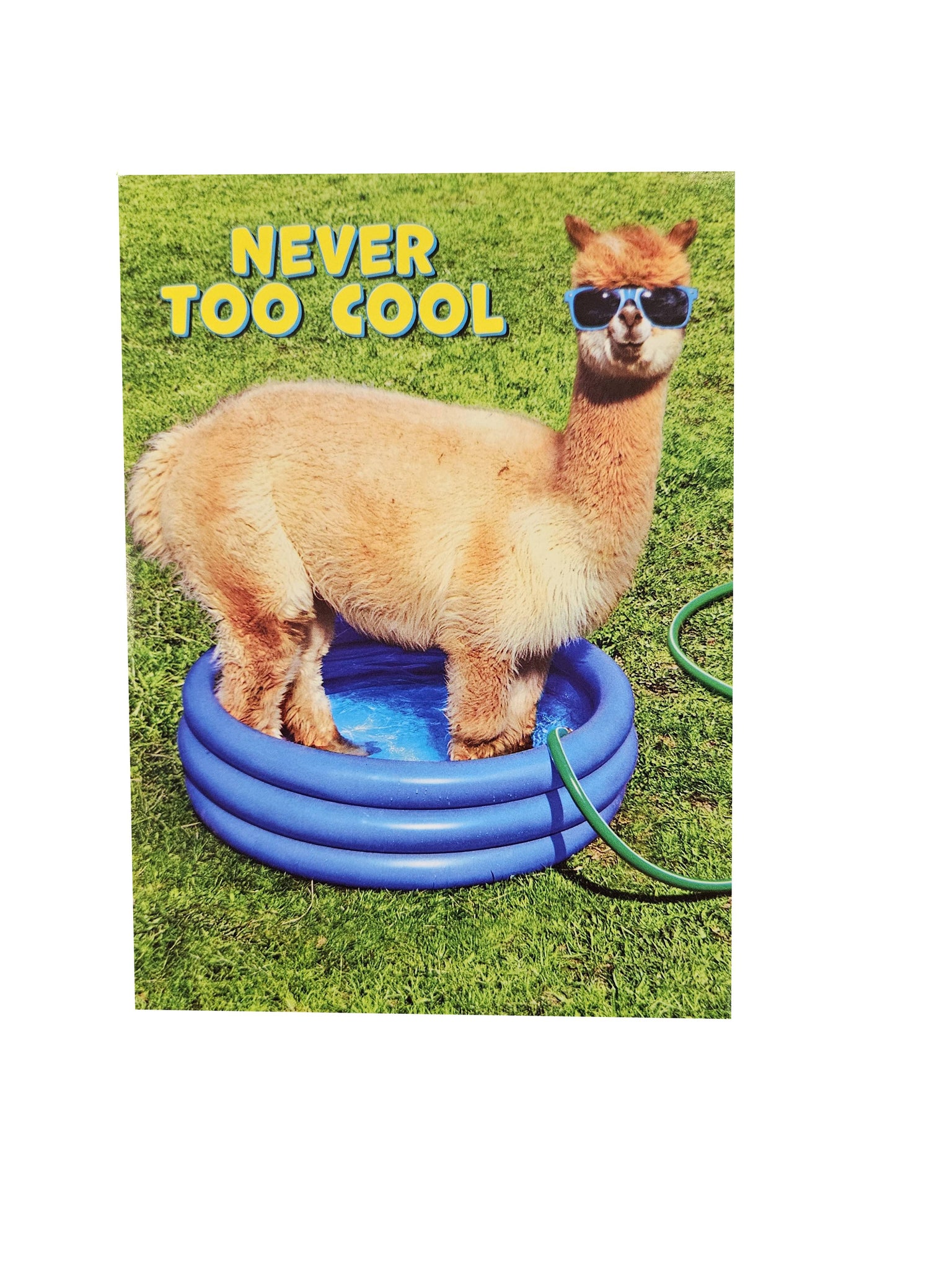 Birthday Greeting Card  - Alpaca Kiddie Pool