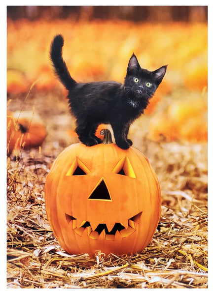 Halloween Greeting Card - Kitten on Jack-O-Lantern