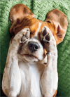 Moving On Greeting Card - Dog Covering Eyes