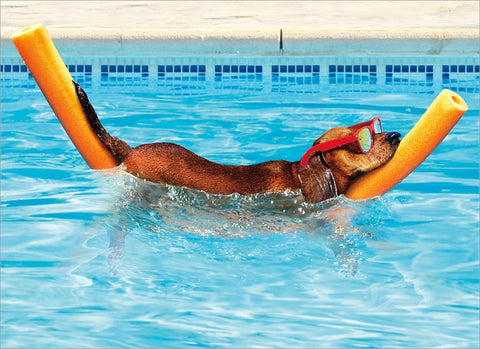 Retirement Greeting Card - Dog on Pool Noodle