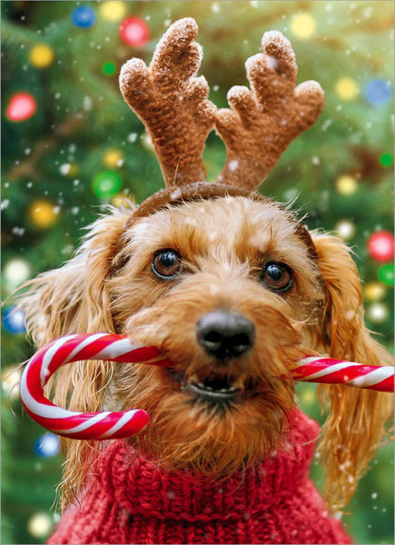 Christmas Greeting Card - Reindeer Dog With Candy Cane