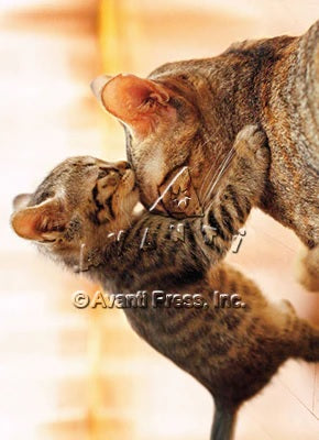 Mother's Day Greeting Card - Kitten Hugs Cat