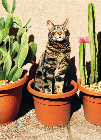 Just Funny Greeting Card - Cat Cactus