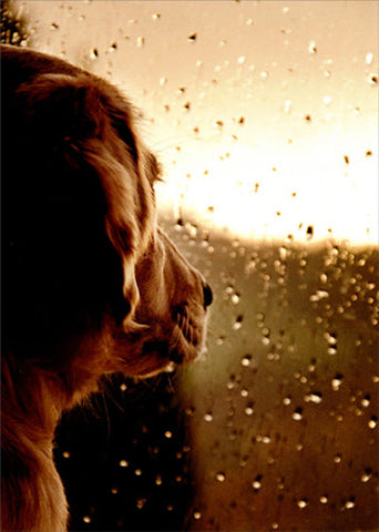 Sympathy Greeting Card - Dog at Rainy Window