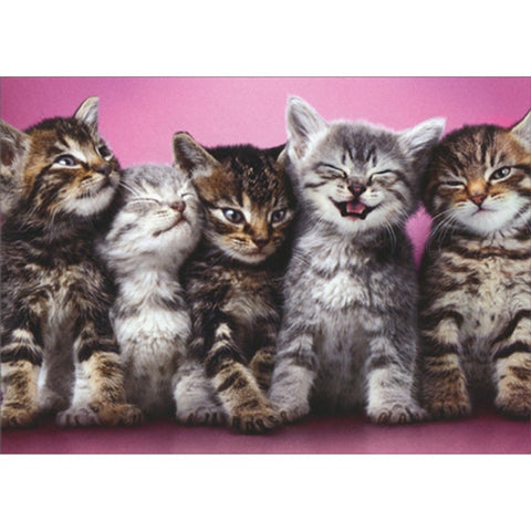 Blank Inside Greeting Card - Line Up Of Kittens