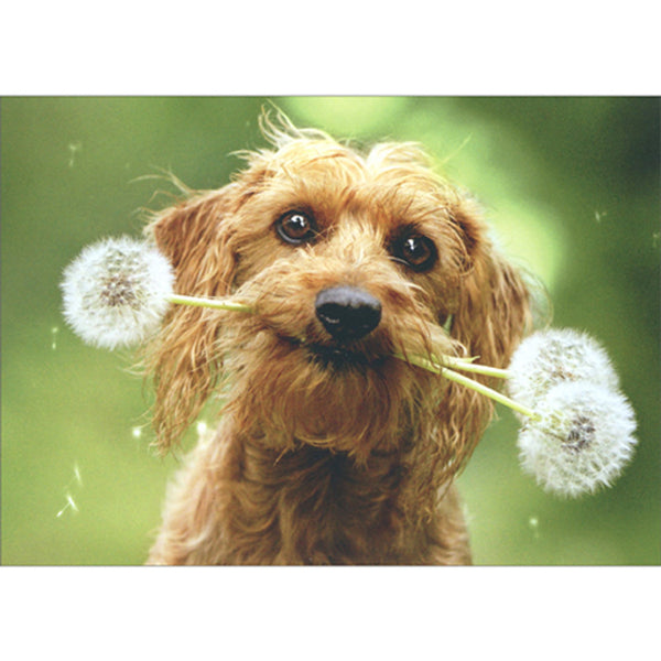 Blank Inside Greeting Card - Dog With Fluffy Dandelions