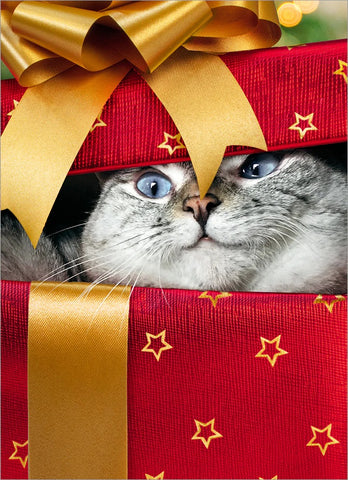 Christmas Greeting Card - Cat Peeking From Gift