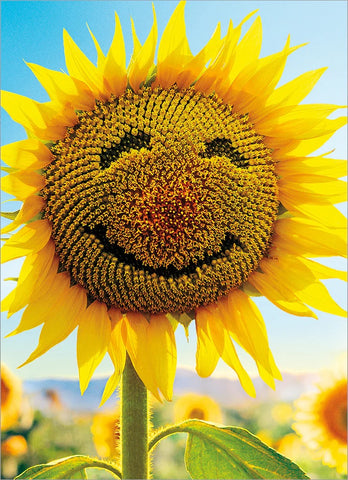 Blank Inside Greeting Card - Smiling Sunflower