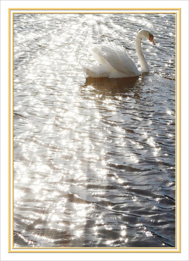 Sympathy Greeting Card - Swan In Sunlight