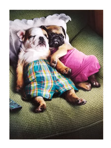 Valentine's Day Greeting Card  - Snoozing Pug Puppies