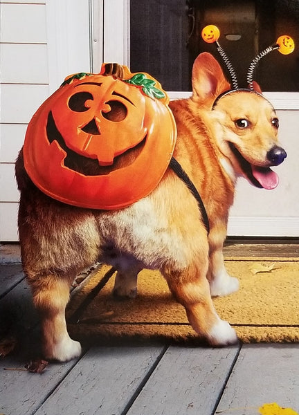 Halloween Greeting Card - Corgi with Pumpkin Mask