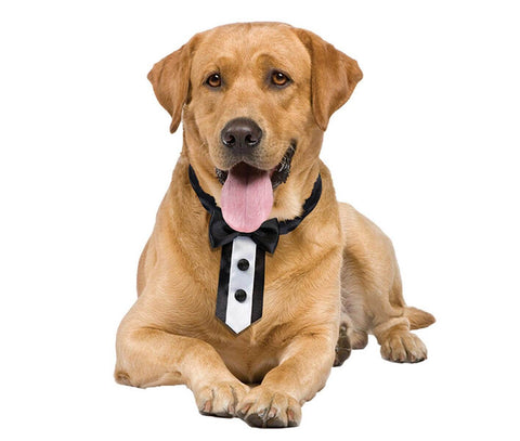 Wedding Tuxedo Dog Collar
