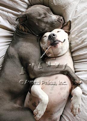 Valentine's Day Greeting Card  - Snuggling Dog Couple