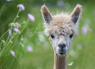 Blank Greeting Card - Baby Alpaca