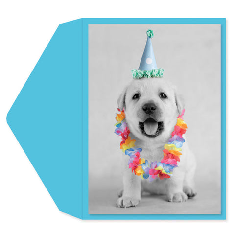 Birthday Greeting Card  - Puppy Party Hat