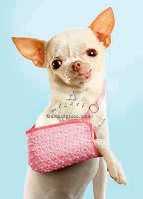 Get Well Greeting Card - Chihuahua in Sling