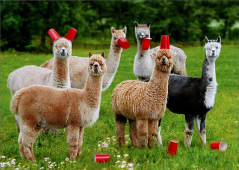 Birthday Greeting Card  - Alpacas with Red Cups