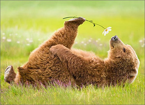 Birthday Greeting Card - Bear Smells Flower - Love