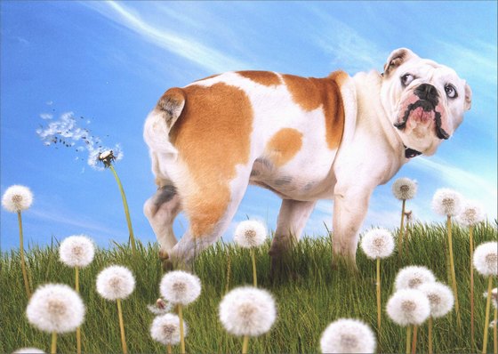 Birthday Greeting Card  - Bulldog with Dandelion