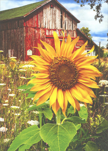Blank Greeting Card - Sunflower and Barn