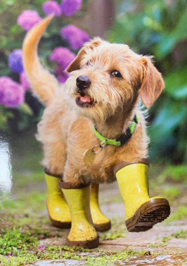 Get Well Greeting Card - Dog wearing Rain Boots