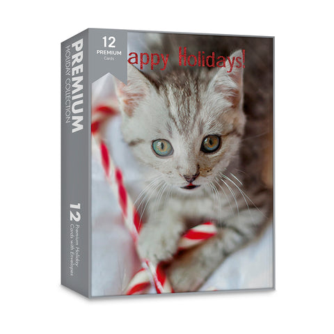 Happy Holidays Kitten - Premium Boxed Holiday Cards - 12ct.
