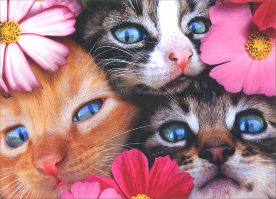 Birthday Greeting Card - 3 Kittens