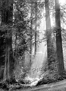 Sympathy Greeting Card - Sequoia Forest