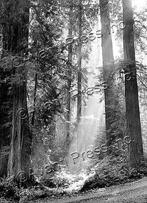 Sympathy Greeting Card - Sequoia Forest