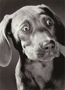 Birthday Greeting Card  - Surprised Dog