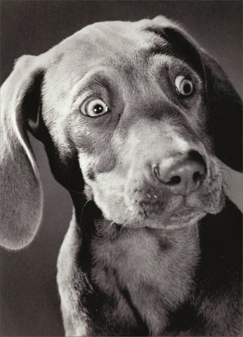 Birthday Greeting Card  - Surprised Dog