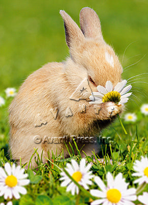 Easter Greeting Card - Bunny Smelling Flower