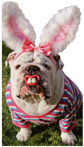 Easter Greeting Card - Bull Dog with Bunny Ears & Teeth