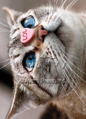 Valentine's Day Greeting Card  - Cat with Heart Nose