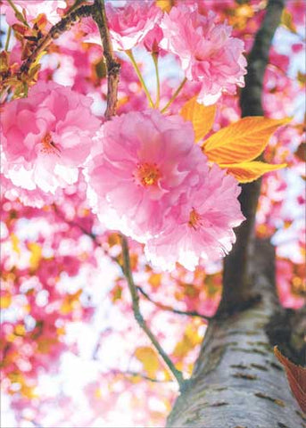 Blank Greeting Card - Cherry Blossom Tree