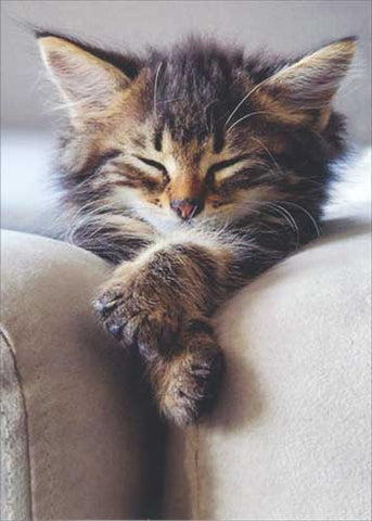 Blank Greeting Card - Sleeping Kitten