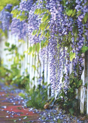 Blank Greeting Card - Wisteria