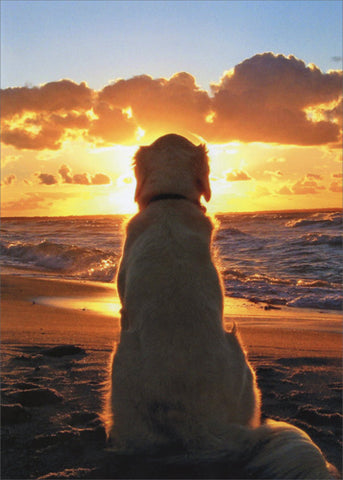 Sympathy Greeting Card - Dog Sitting on Beach at Sunset