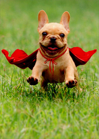 Thank You Greeting Card - Frenchie wearing Red Cape