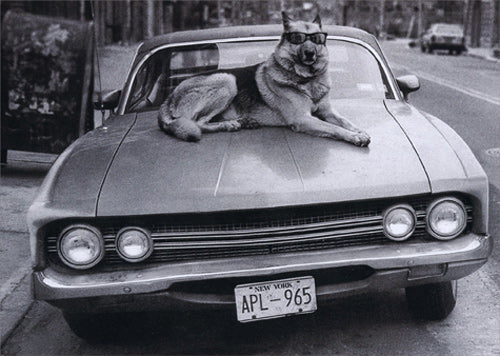 Birthday Greeting Card - Dog on Hood of Car