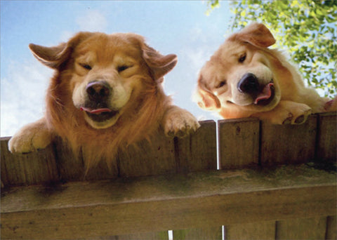 Get Well Greeting Card - Goldens Over Fence