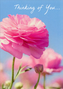 Encouragement Greeting Card - Pink Ranunculus