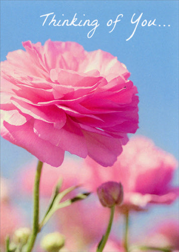 Encouragement Greeting Card - Pink Ranunculus
