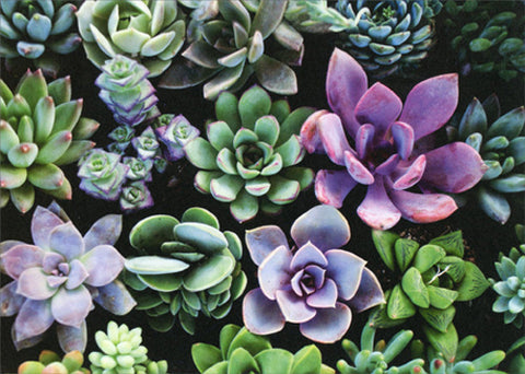 Blank Greeting Card - Succulents