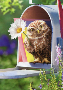 Encouragement Greeting Card - Baby Owl in Mailbox