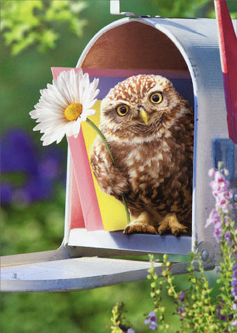 Encouragement Greeting Card - Baby Owl in Mailbox