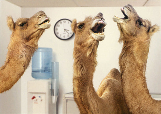 Retirement Greeting Card - Office Camels